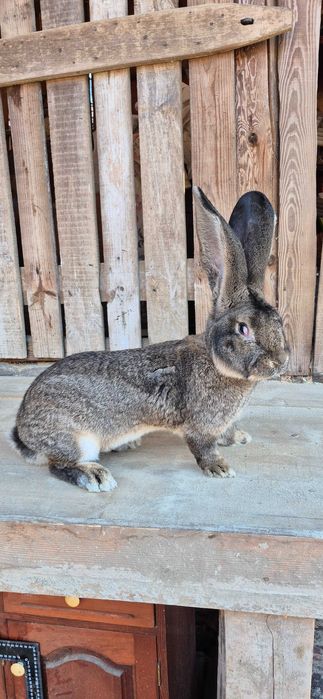 Зайци , великани