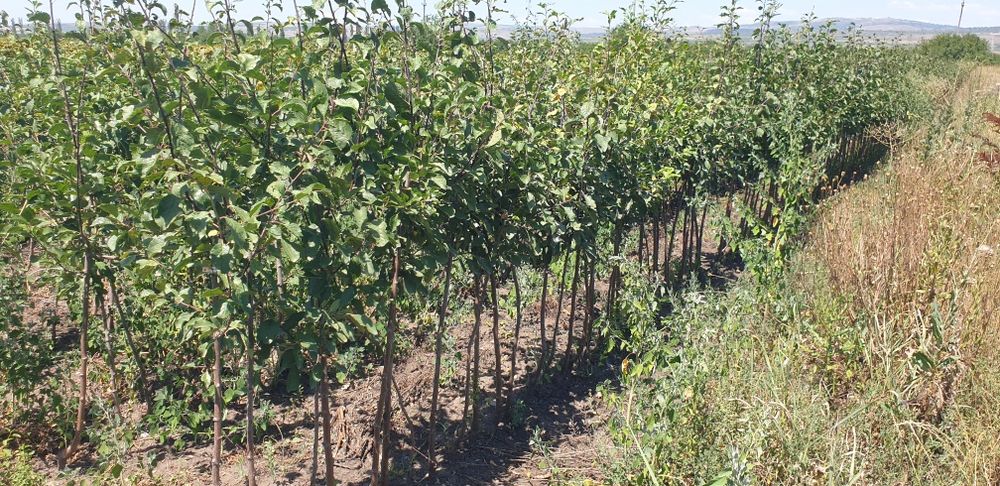 Pomi fructiferi si vita de vie