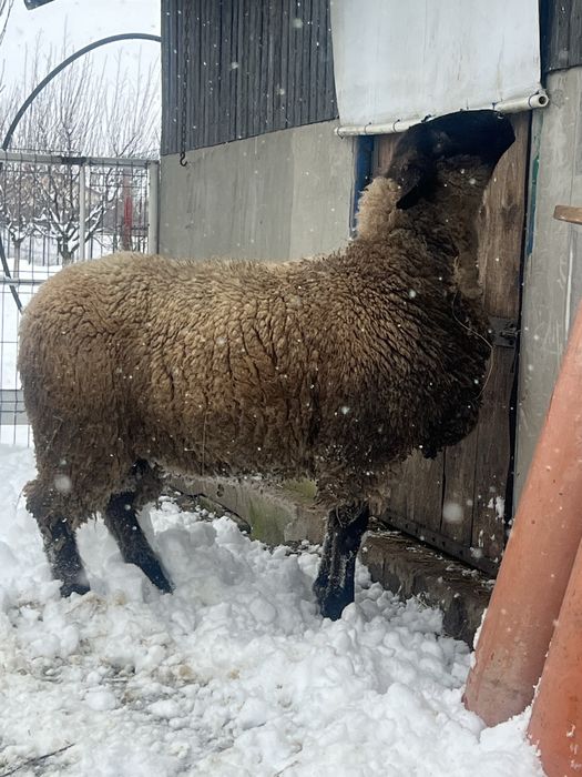 Disponibil berbecuț Suffolk