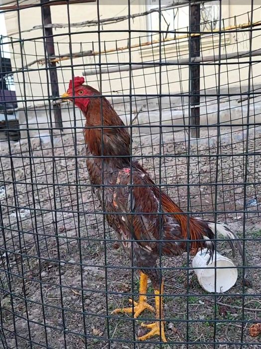 Продам дакана июньскии