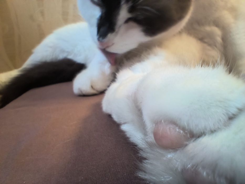 Отдаём кота в добрые руки