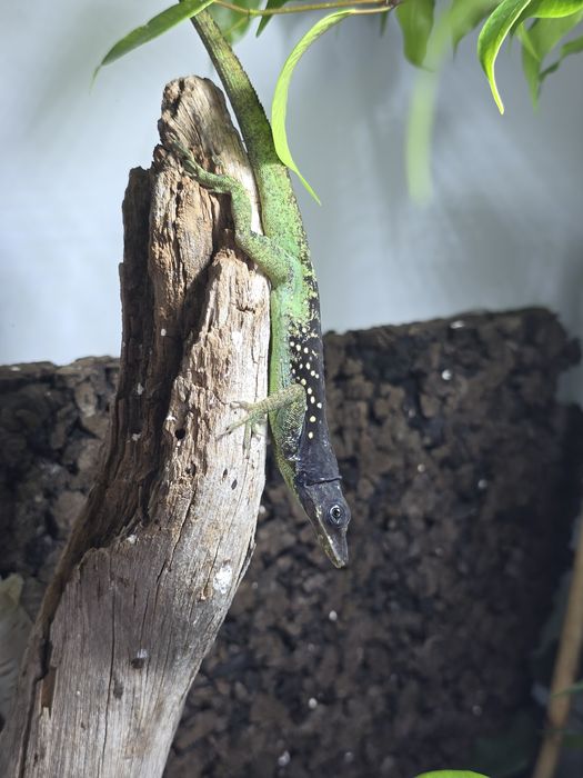 Anolis roquet macouba