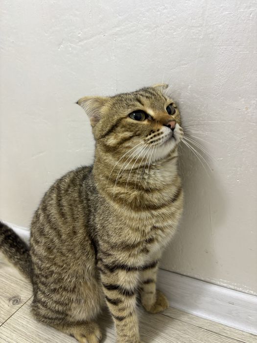 Вислоухий кот, ұл