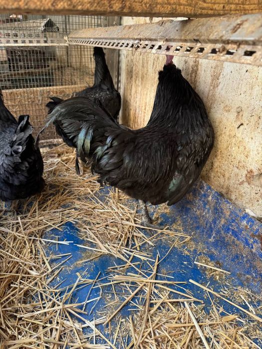 Tovuq sotiladi zoti Qora shahzoda