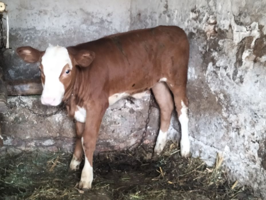 Vând doi vițeluși