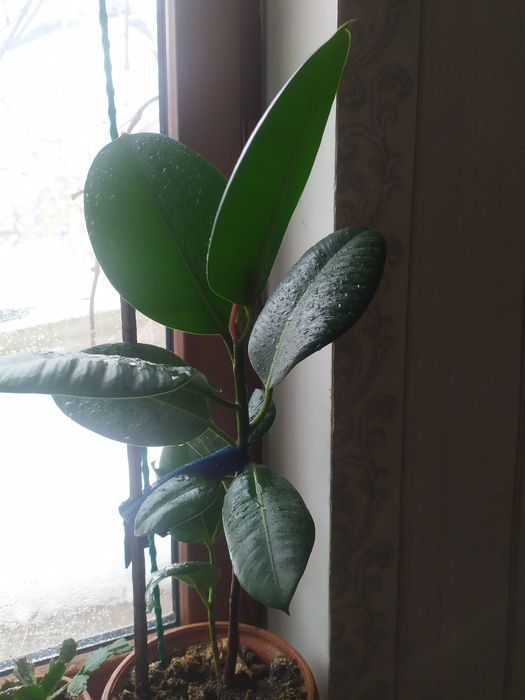 Продаются каучуконосные фикусы