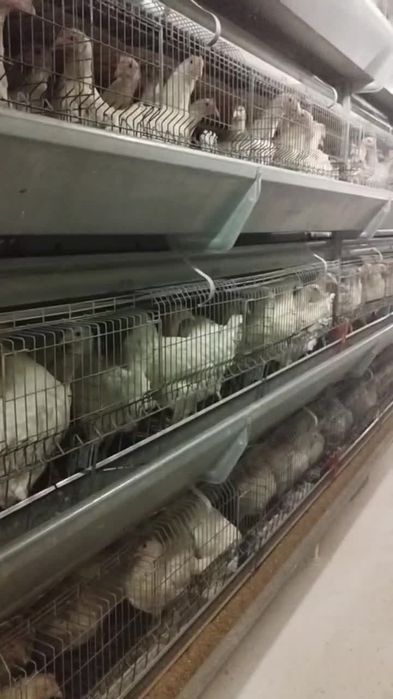 Loman sendi tuxum yoʻnnalishi tovuqlar sotiladi 7000dona bor