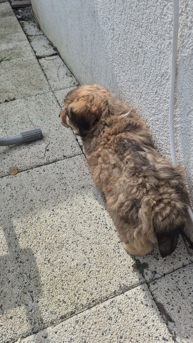 Catelus 2 luni pechinez