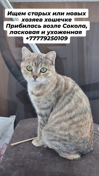 Молодой котенок ищет дом, обработан от паразитов и привит