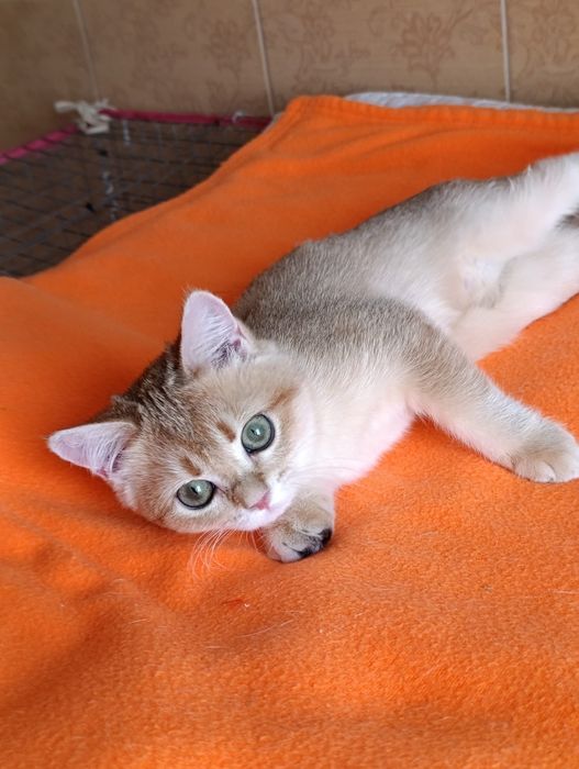 Scottish straight fetita   SFS ny 11  71 golden