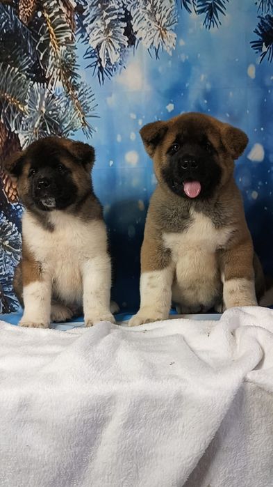 Американские Акиты мальчики