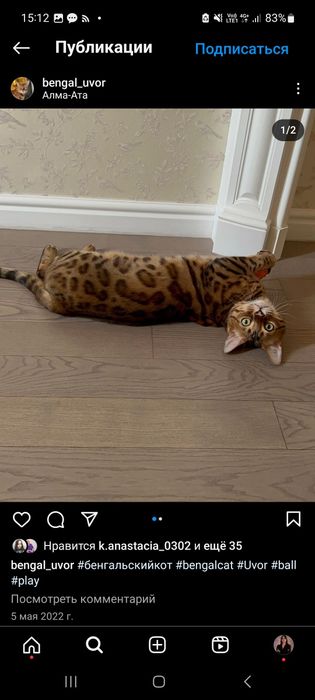 ПРОПАЛ КОТ породы бенгал