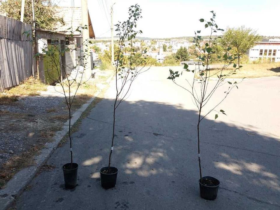 Бреза ,Липа и върба - Фиданки