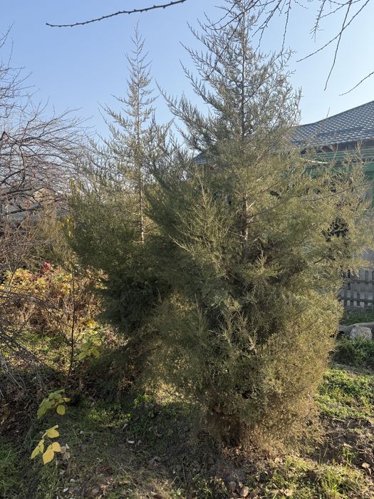 Можевельник молодой