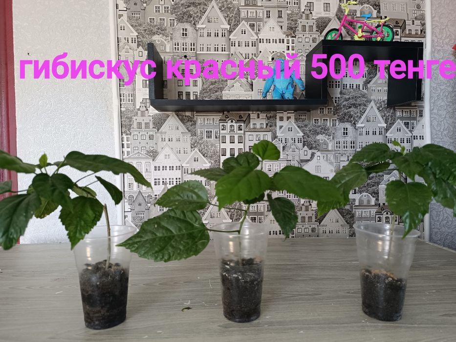 Недорого цветы продам