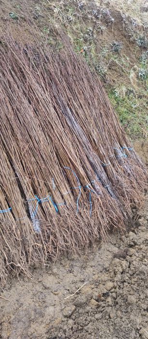 Puieti forestieri salcam frasin carpen stejar fag paltin tei mesteacăn