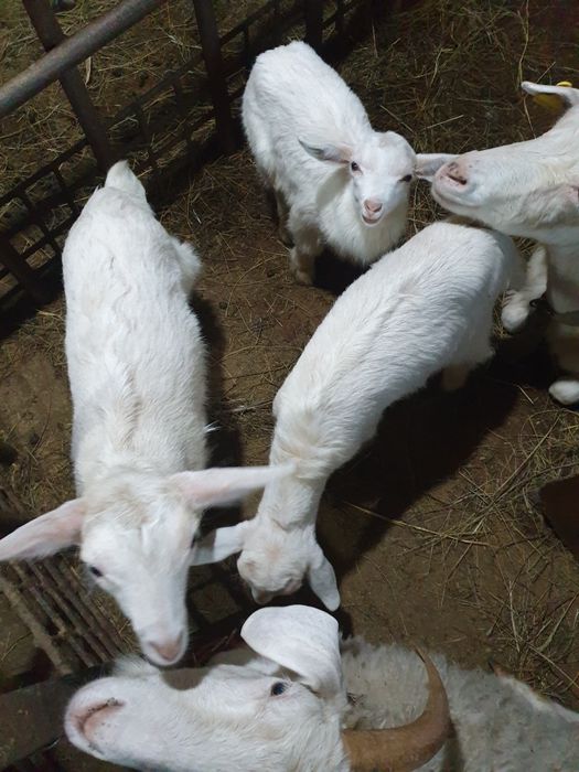 Продам козлят 2мес.