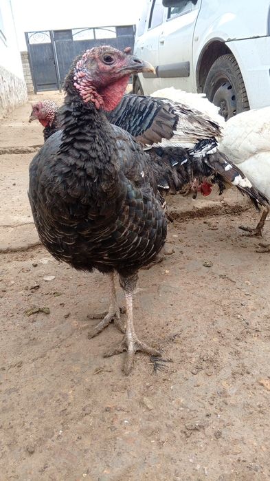 Ундіктер сатылады