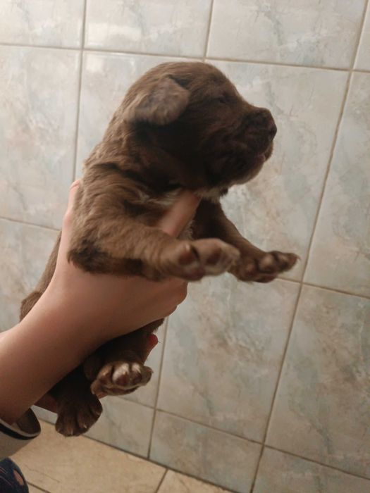 Отдам щенков в хорошие руки