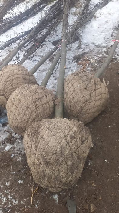 Ель сортавая Мистер блю.