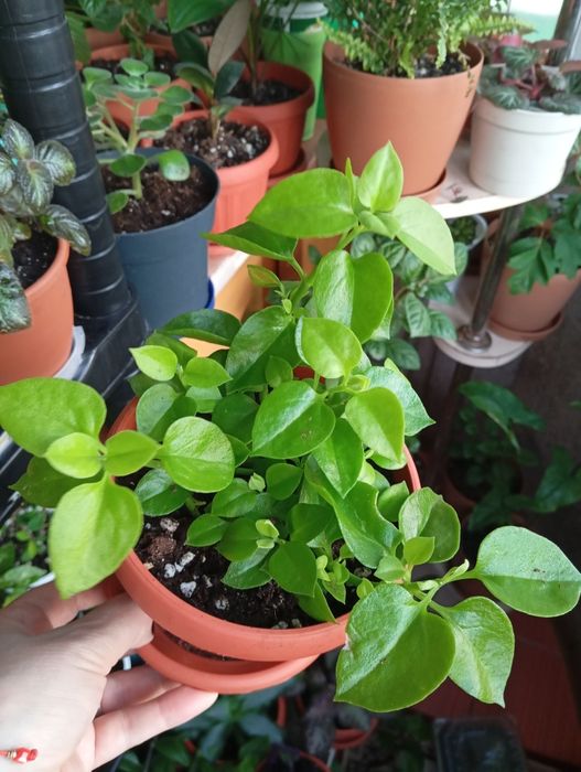 Продам комнатные растения