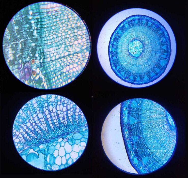 Биологический микроскоп увеличение 2000х