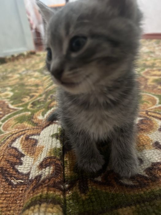 Отдам котят бесплатно