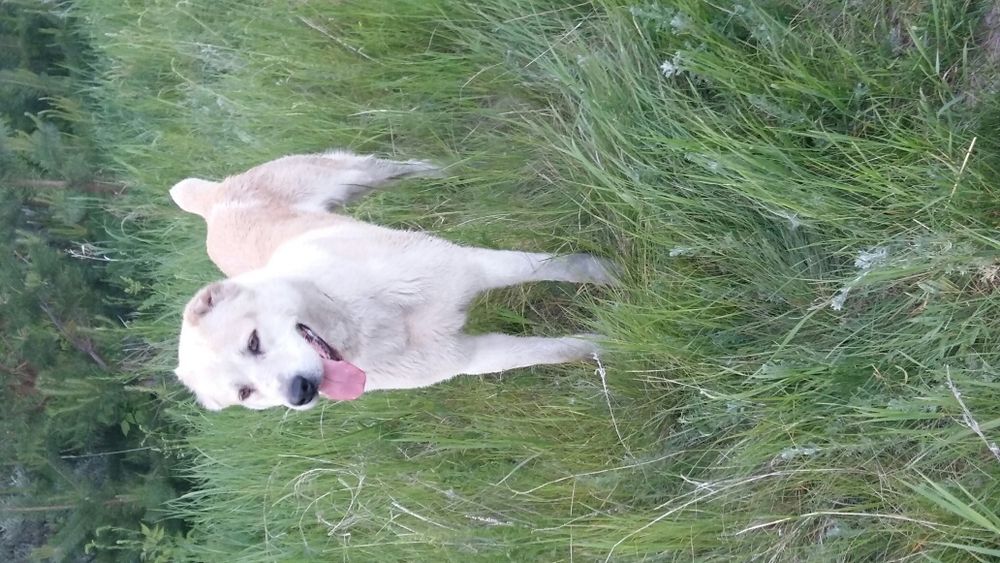 Украден алабай