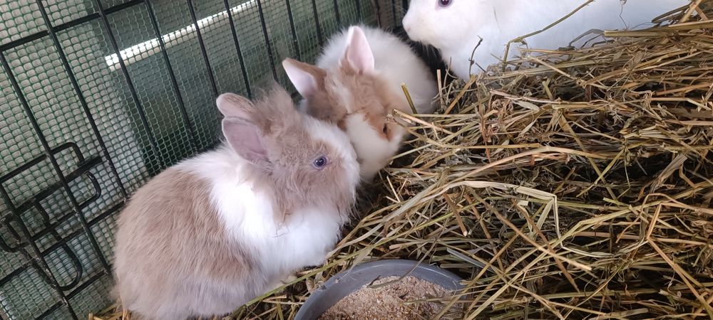 Iepuri cap de leu, o lună și 2 luni