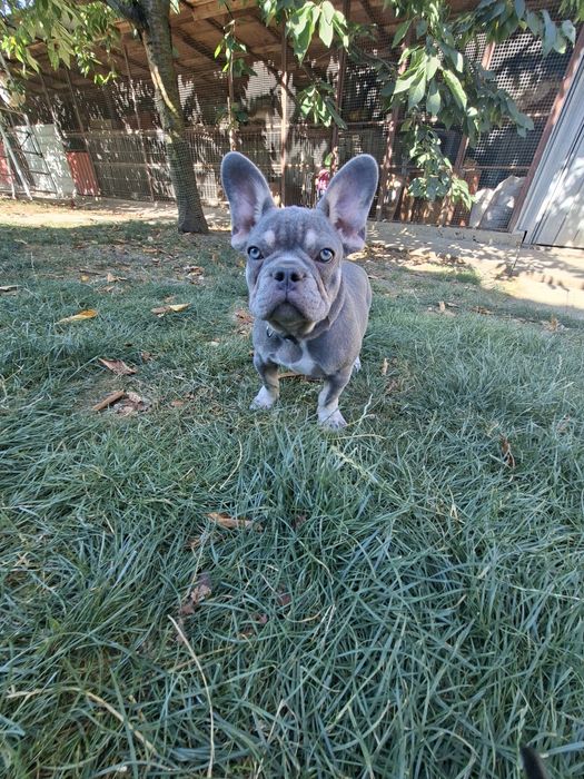 Bulldog francez mascul
