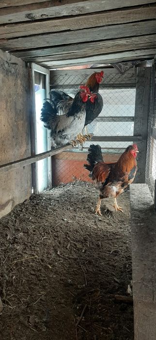 Әтеш,  қораз. Петухи