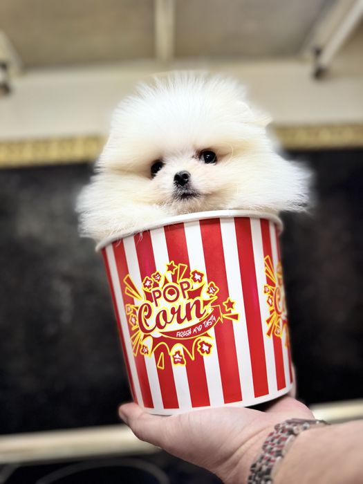 Femela pomeranian extra mics