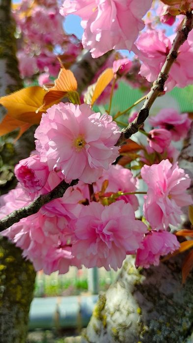 Японский Сакура сорт канзан