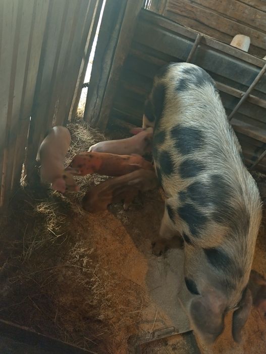 Продавам прасета на 4месеца и продавам и малки прасенца 29 дни