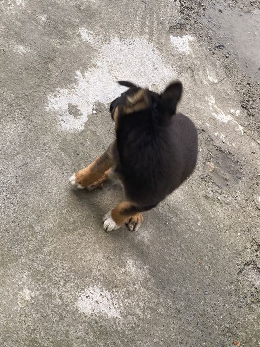 Toza Nemis avcharka