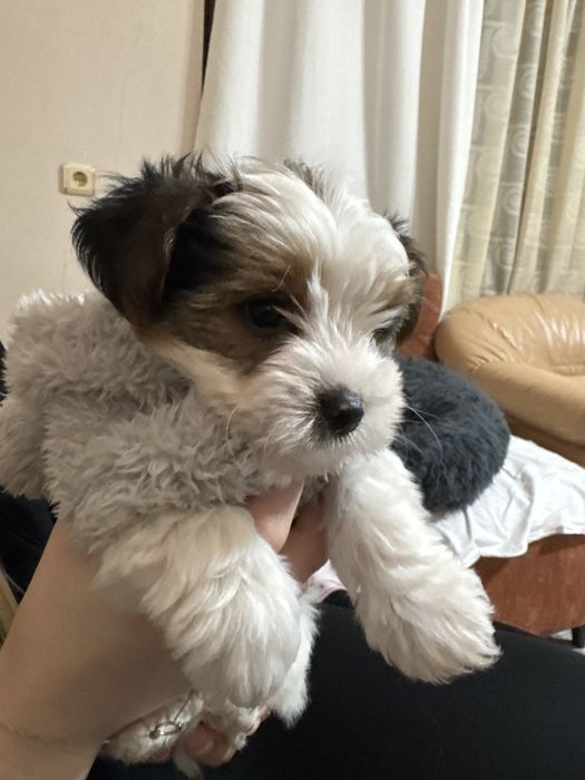 Йоркширски териер бивер