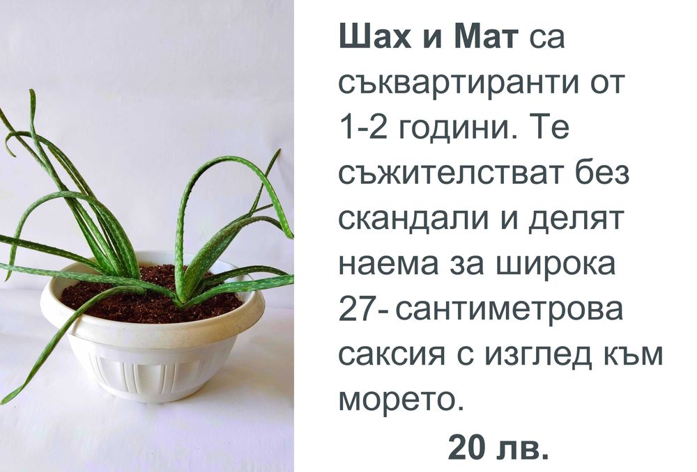 Алое Вера с характер