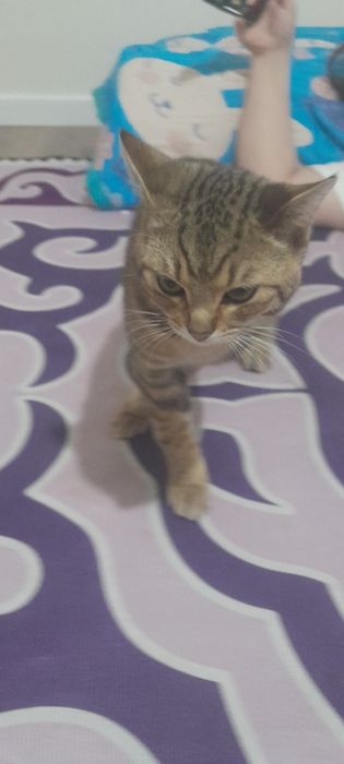 Отдам даром кота