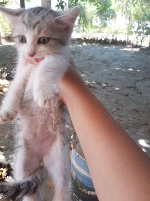 Продаётся котёнок