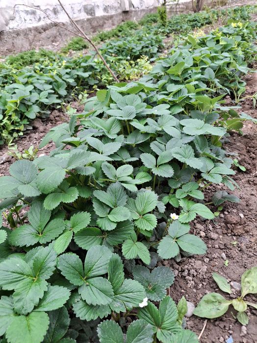 Саженец клубника