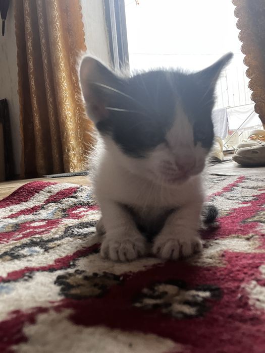 Котята в добрые руки даром
