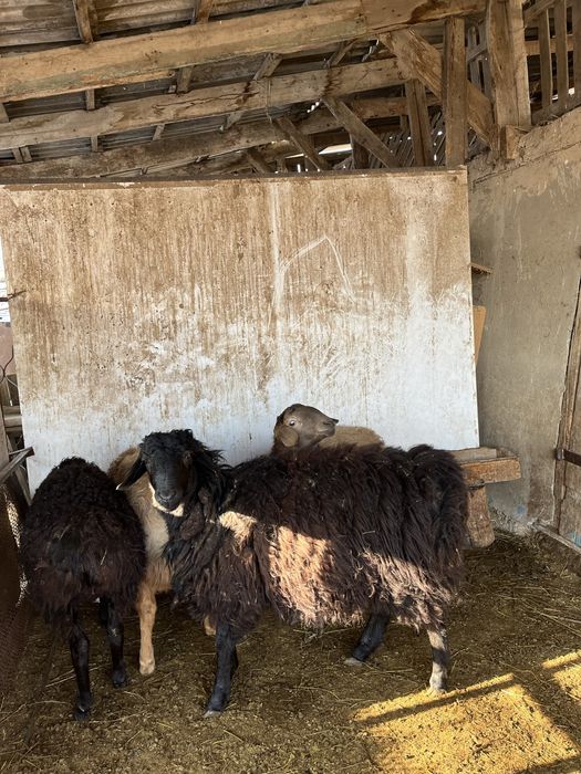 Семіз тоқтыла сатылады