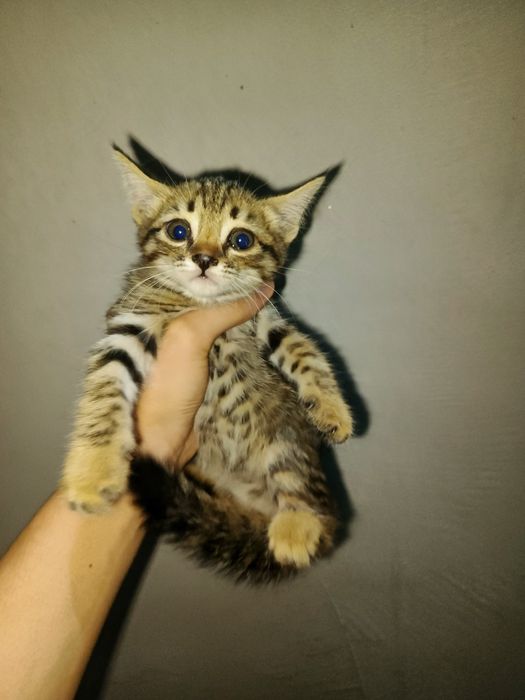 Mushuk bolalari sotiladi
