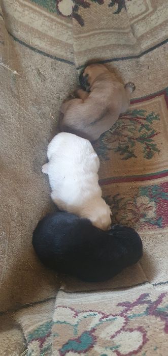 Ұрғашы күшіктер тегін