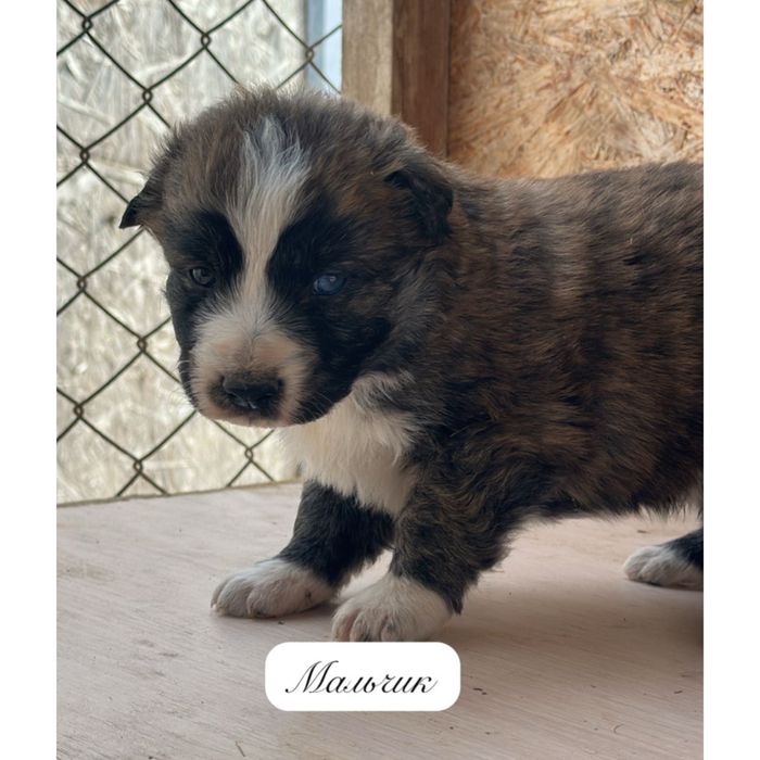 Отдаются только в добрые и ответственные руки!