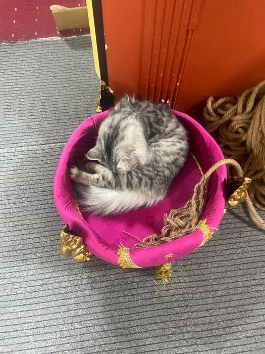 Умный Котик ищет дом