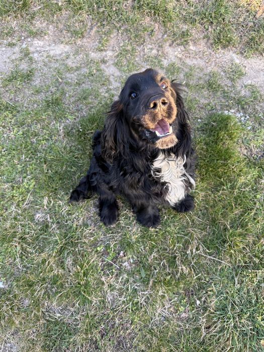 Кокер шпаньол