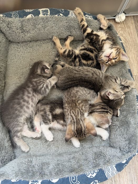 Продам породистых котят