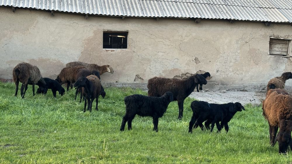 38 бас қозылы қой