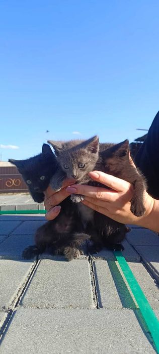 Отдам котят в хорошие руки!!!